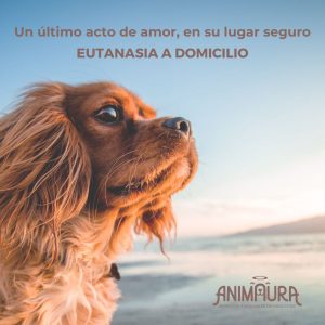 Eutanasia a domicilio